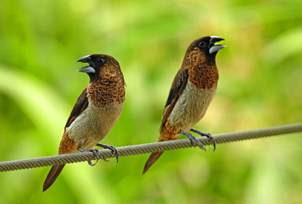 籠養鳥中常見文鳥科的類型及特點