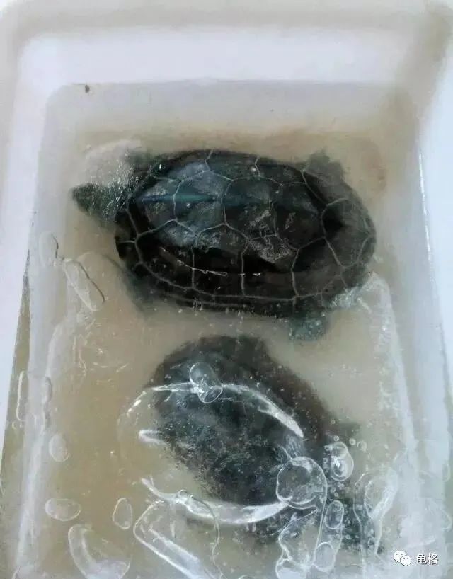 乌龟冬眠过程中遇到这两种极端情况该如何处理