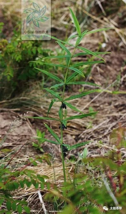 羊角参见过吗能补脾润肺养肝