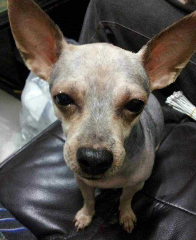 生无可恋约克夏剃光毛之后是啥样这不就是吉娃娃么