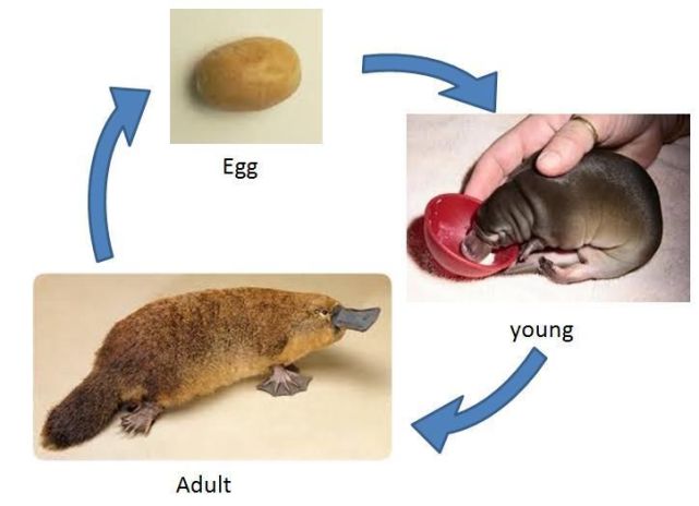 动画片里可爱喜人的鸭嘴兽真的存在吗一起来看看吧