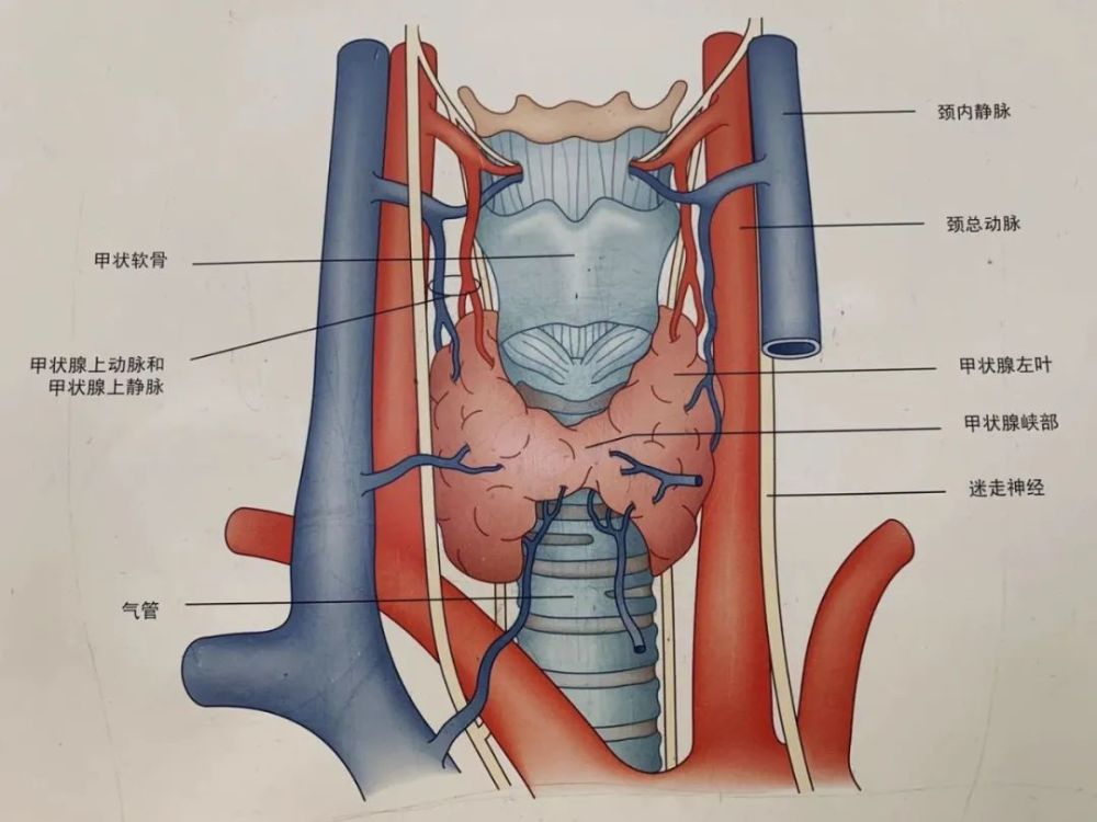 甲状腺结构示意图图片