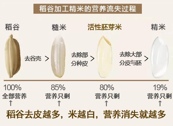 那些你不知道的关于胚芽米的事儿 腾讯新闻