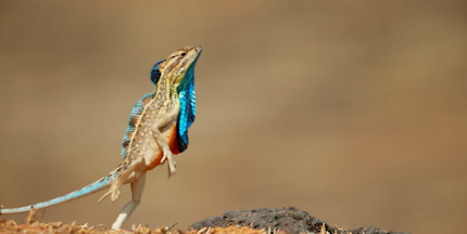 华丽扇喉蜥之间的巅峰对决,就像武林高手过招,精彩绝伦引人入胜