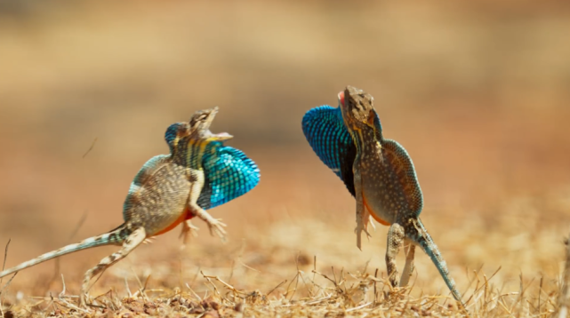 华丽扇喉蜥之间的巅峰对决,就像武林高手过招,精彩绝伦引人入胜