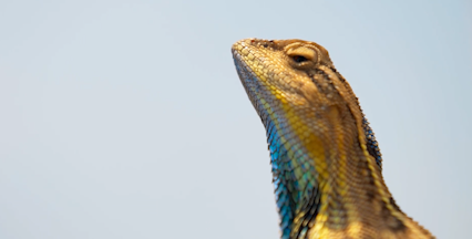 华丽扇喉蜥之间的巅峰对决,就像武林高手过招,精彩绝伦引人入胜