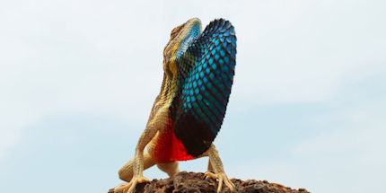 华丽扇喉蜥之间的巅峰对决,就像武林高手过招,精彩绝伦引人入胜