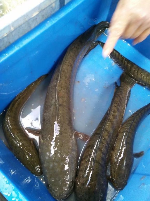 七星鱼了是什么意思(七星鱼了是什么意思网络语言)