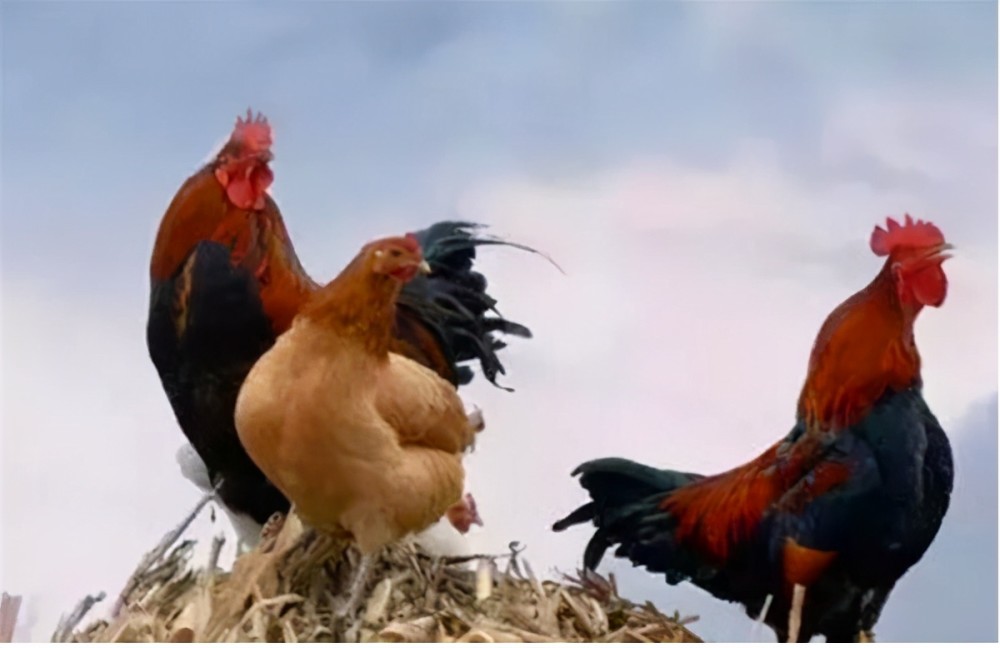 农村俗语头鸡二狗三猪四羊五牛六马是啥意思有啥讲究