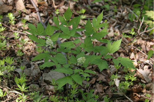 荒野維生野菜系列類葉升麻