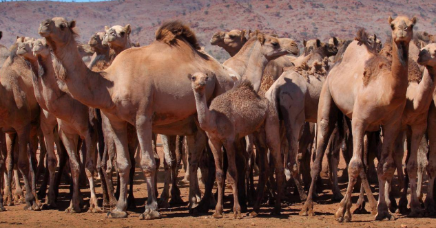 澳大利亚野生骆驼成灾方舟生存进化恐龙都快被国人吃灭绝了