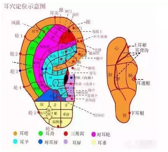 神奇的耳灸 艾灸一次等于给全身经络做了一次保养 腾讯新闻