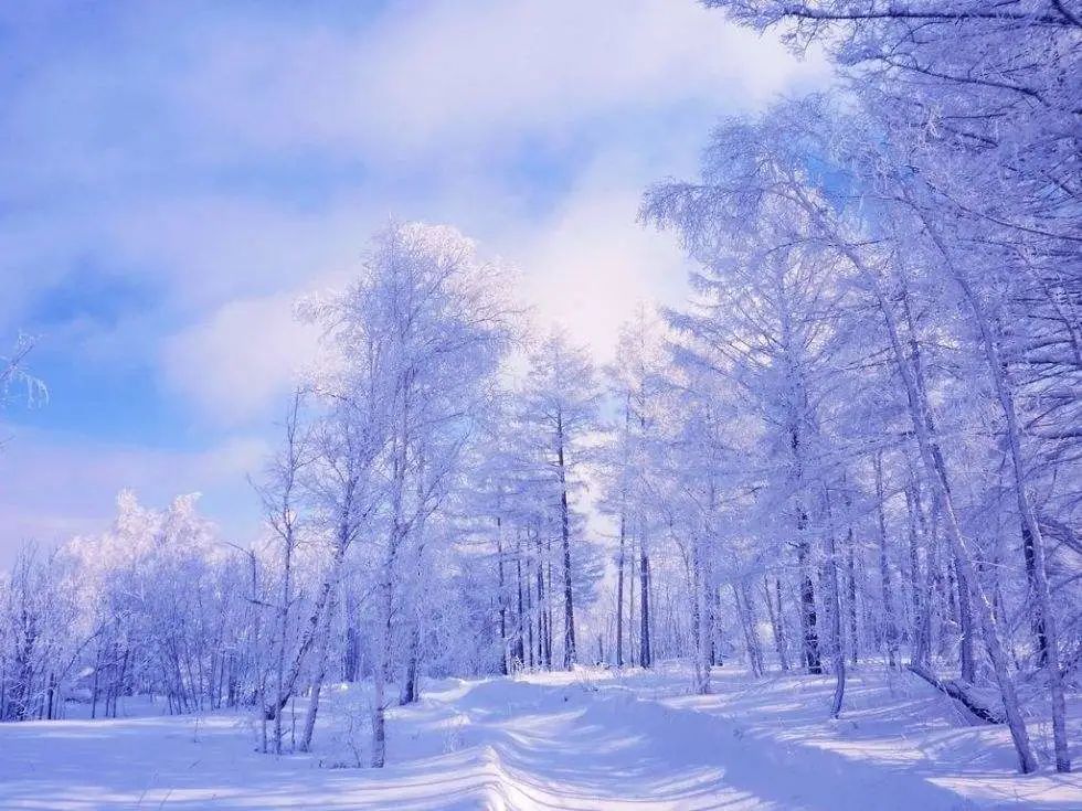 1月份最佳旅行地推荐 冬樱娇嫩 海岛晴朗 雪原辽阔 看到第2个就迫不及待了 腾讯新闻