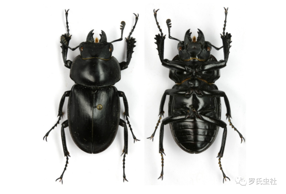 一文读懂冷门的圆翅锹属基础知识国产圆翅锹专辑