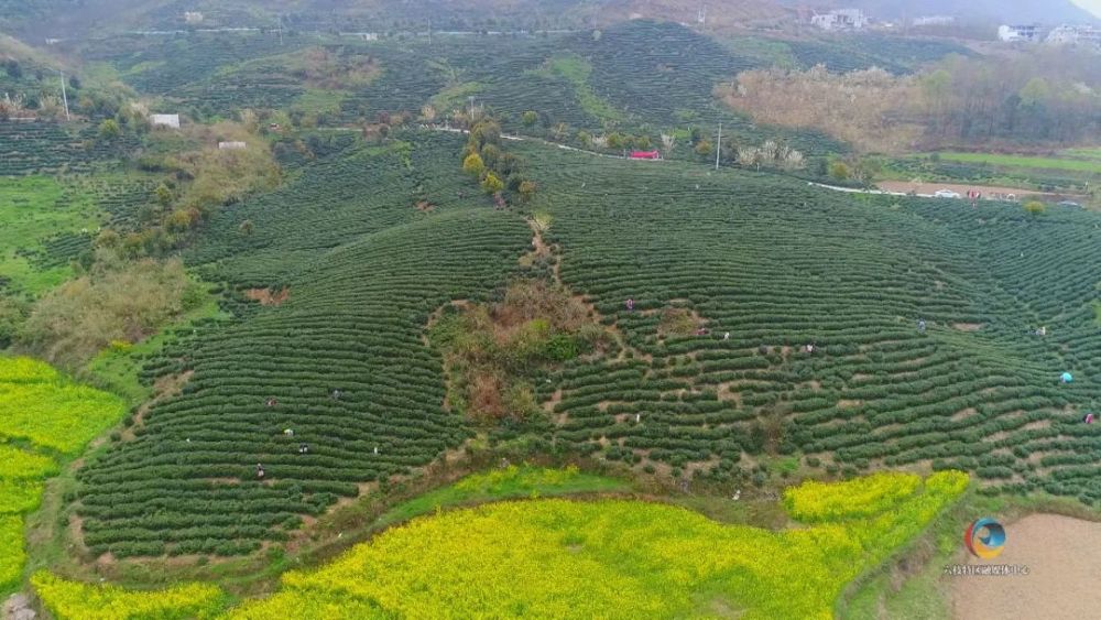 請你喝六枝幹淨茶