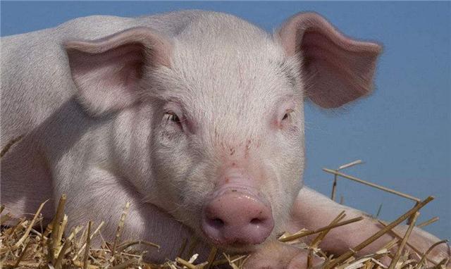 18年前,我国送给阿富汗的一只猪,现在成为国宝每天被围观_腾讯新闻