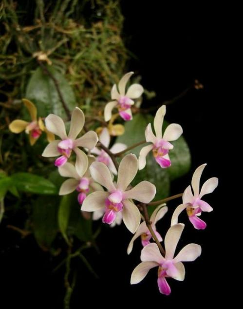 国家Ⅰ级濒危物种|我国云南盈江特有的蝴蝶兰——滇西蝴蝶兰_腾讯新闻