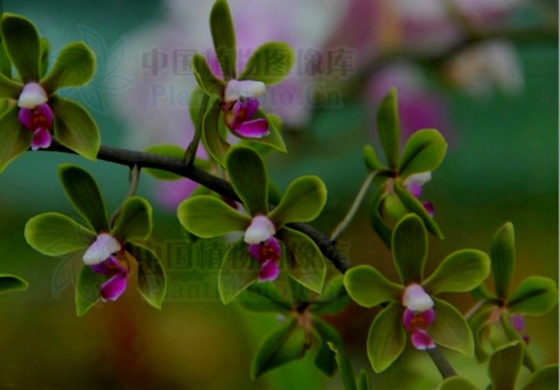 国家 级濒危物种 我国云南盈江特有的蝴蝶兰 滇西蝴蝶兰 腾讯新闻