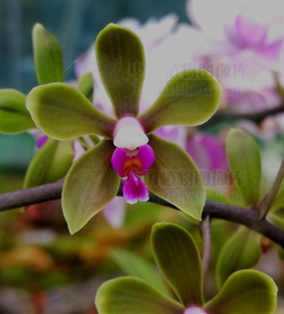 国家 级濒危物种 我国云南盈江特有的蝴蝶兰 滇西蝴蝶兰 腾讯新闻