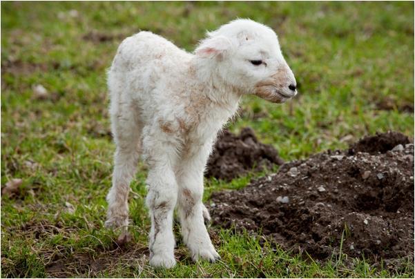 属相是羊的,名字里有什么字?一生大红大紫必有"小福贵"