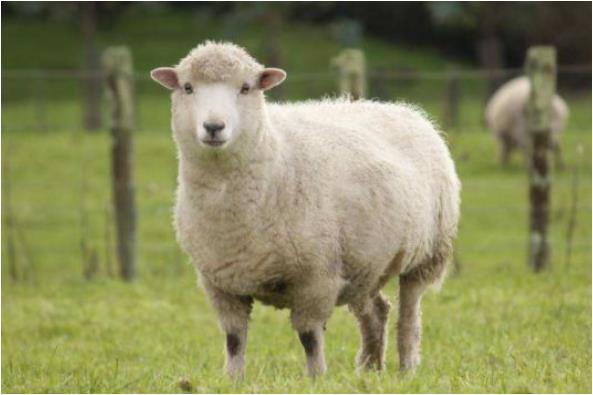 十羊九不全这几月出生的生肖羊天生富翁命你家有吗