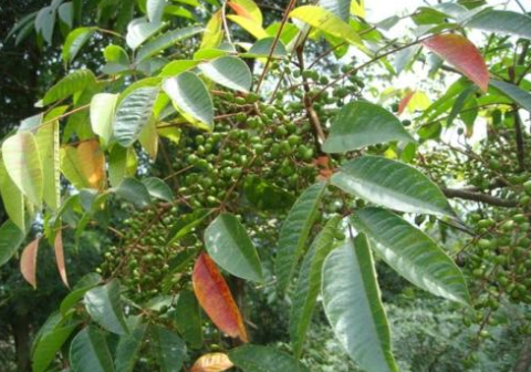 这种"咬人树",碰不得吃不得,树汁300元1斤,家乡若有请保护好|漆树