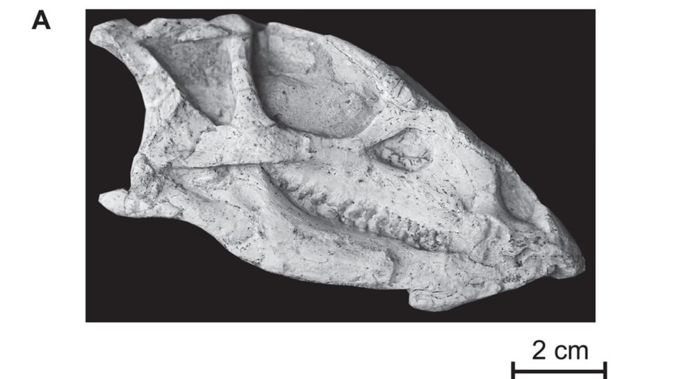 中国发现神奇恐龙化石保持睡觉姿势