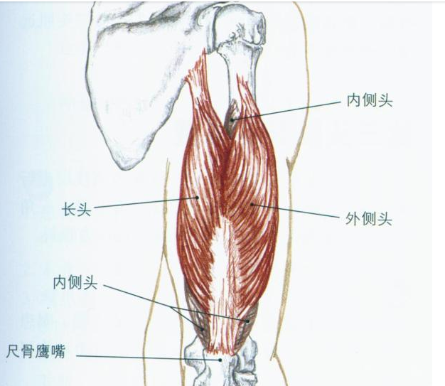 小腿肱三头肌位置图图片