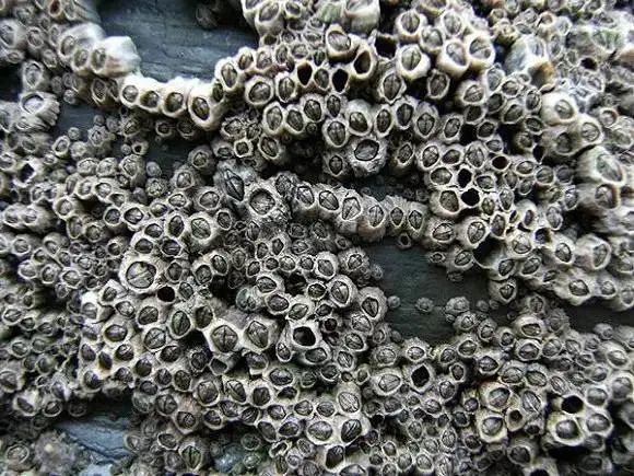 藤壶年下养成爱好者的一生