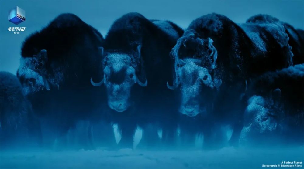 完美星球|阳光赐予地球的礼物，请查收！21：00【完美星球 2】