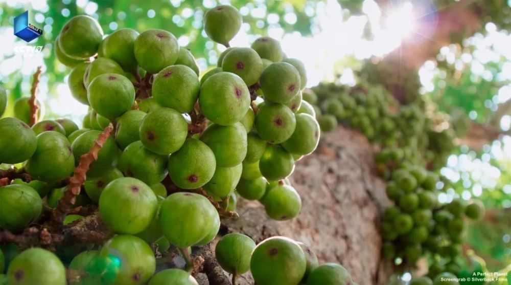 完美星球|阳光赐予地球的礼物，请查收！21：00【完美星球 2】