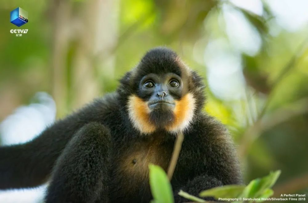 完美星球|阳光赐予地球的礼物，请查收！21：00【完美星球 2】