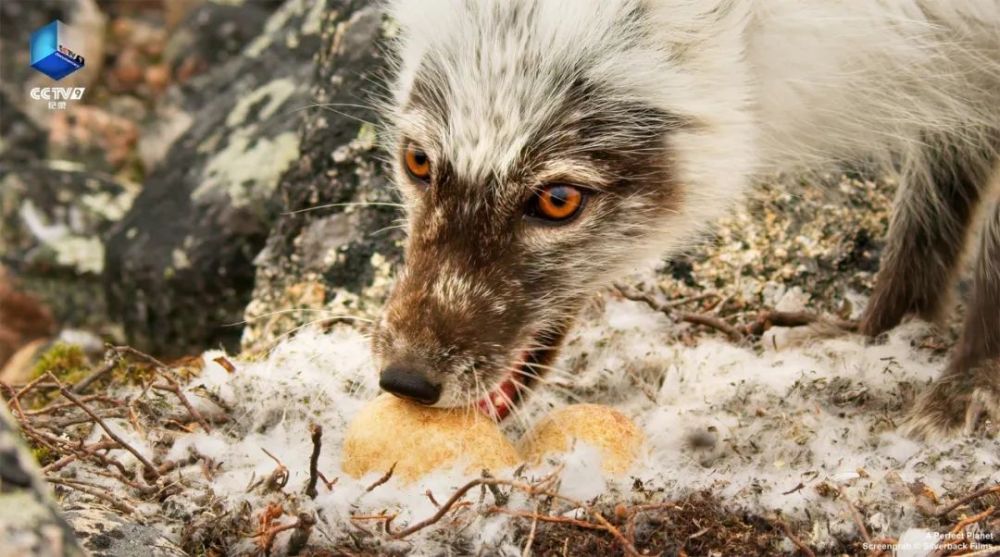 完美星球|阳光赐予地球的礼物，请查收！21：00【完美星球 2】