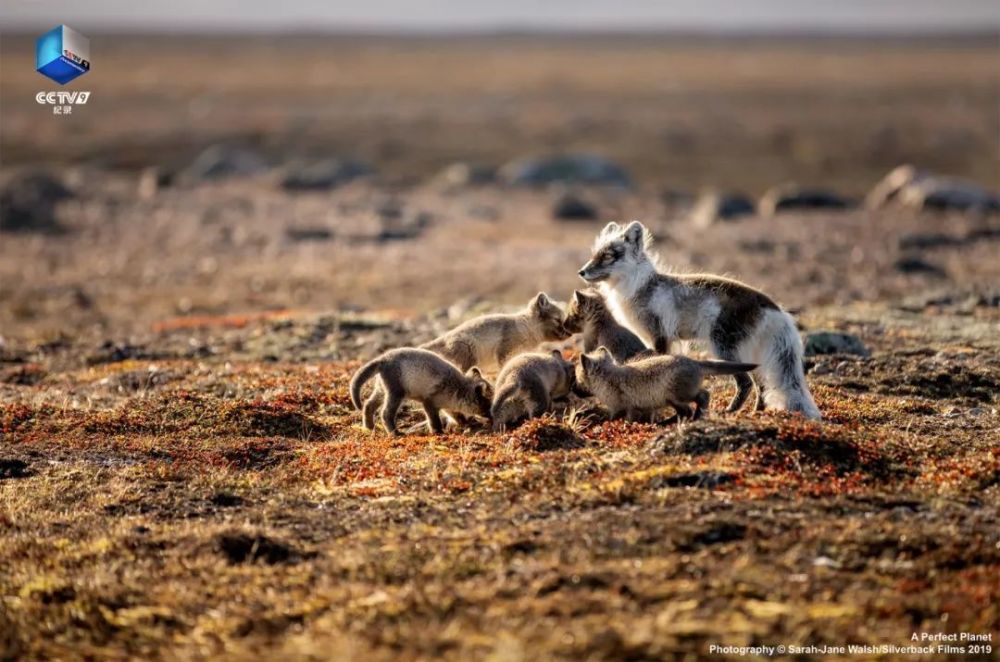 完美星球|阳光赐予地球的礼物，请查收！21：00【完美星球 2】