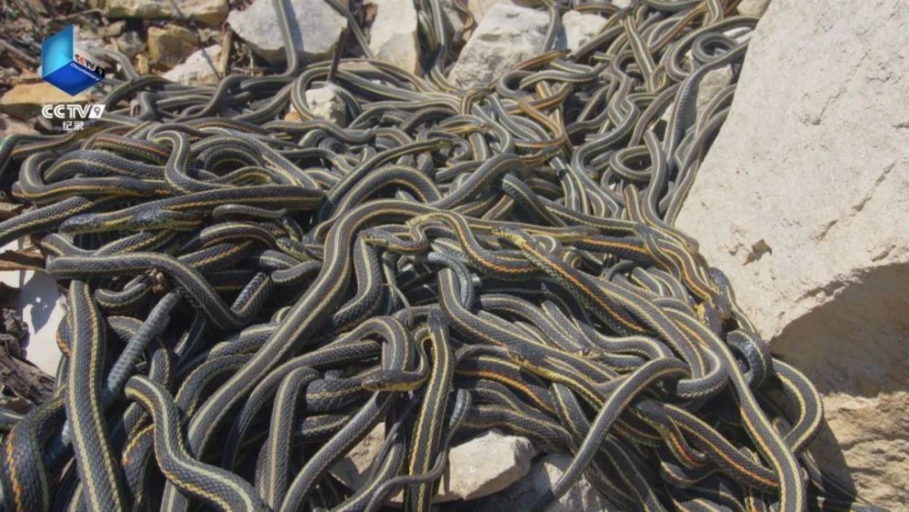 完美星球|阳光赐予地球的礼物，请查收！21：00【完美星球 2】