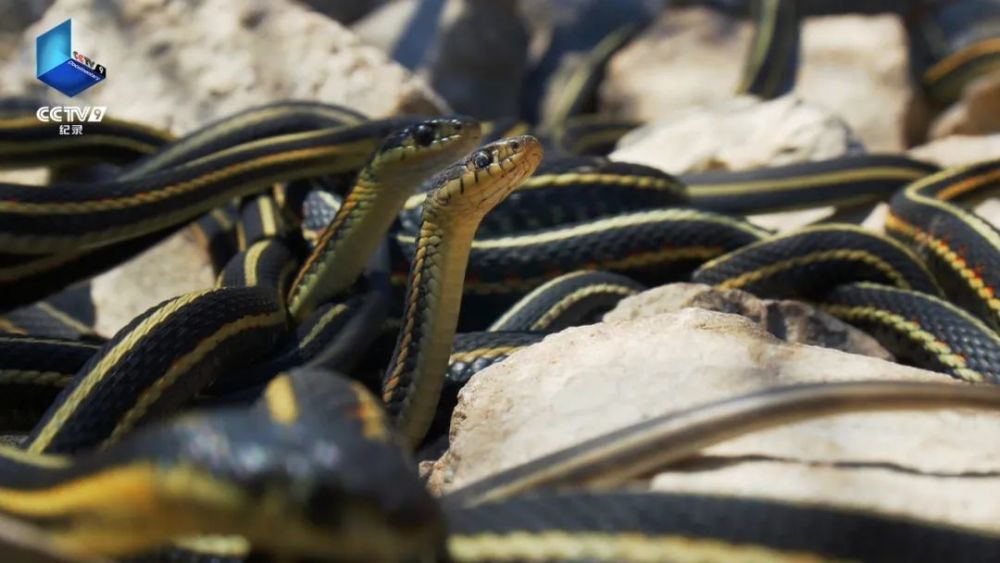 完美星球|阳光赐予地球的礼物，请查收！21：00【完美星球 2】