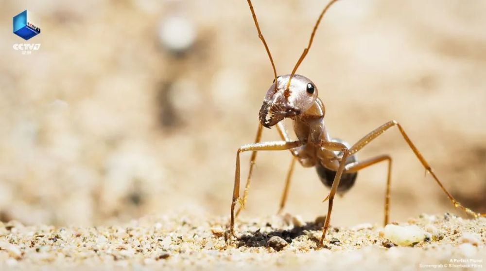 完美星球|阳光赐予地球的礼物，请查收！21：00【完美星球 2】