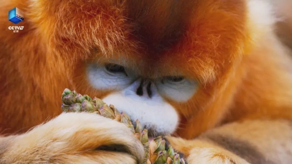 完美星球|阳光赐予地球的礼物，请查收！21：00【完美星球 2】