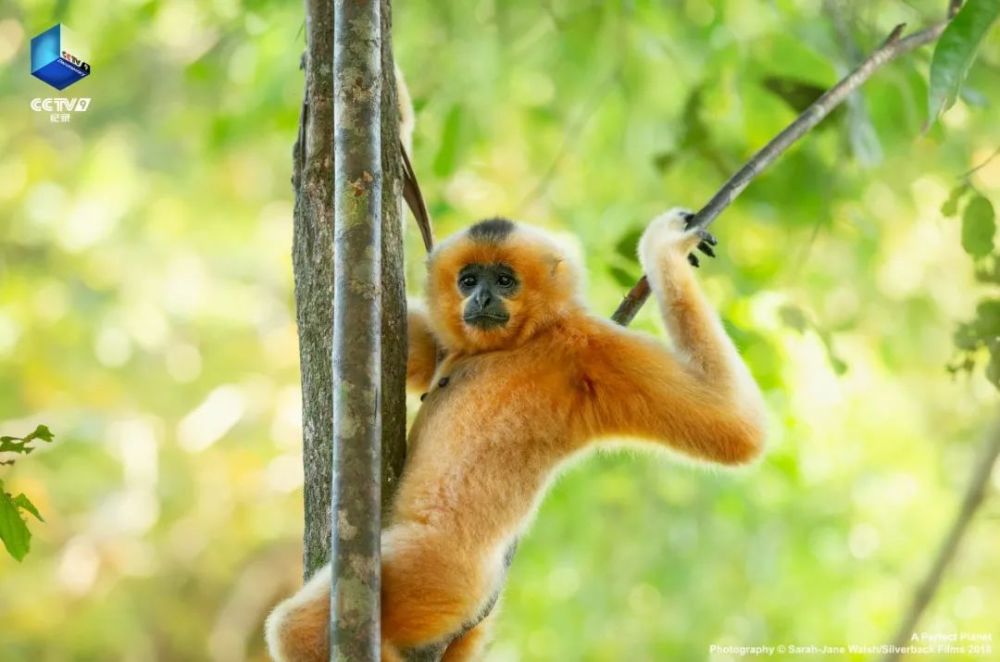 完美星球|阳光赐予地球的礼物，请查收！21：00【完美星球 2】