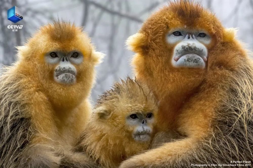 完美星球|阳光赐予地球的礼物，请查收！21：00【完美星球 2】