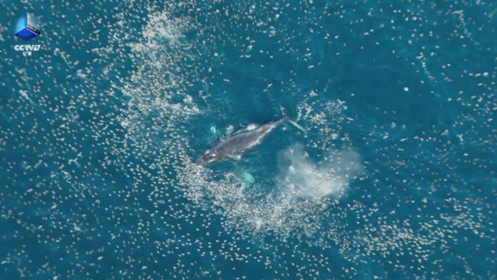 完美星球|阳光赐予地球的礼物，请查收！21：00【完美星球 2】