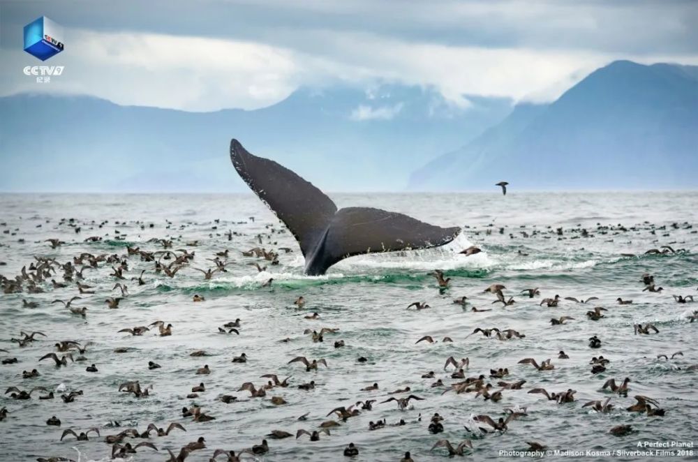 完美星球|阳光赐予地球的礼物，请查收！21：00【完美星球 2】