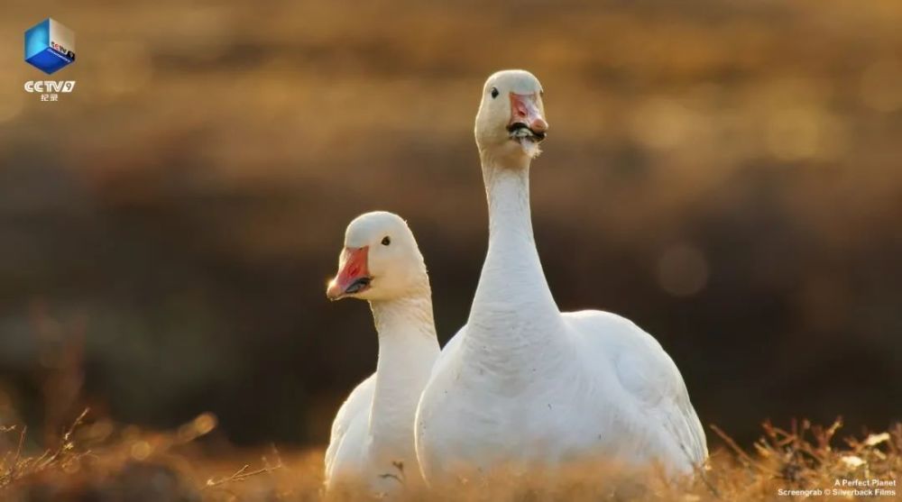 完美星球|阳光赐予地球的礼物，请查收！21：00【完美星球 2】