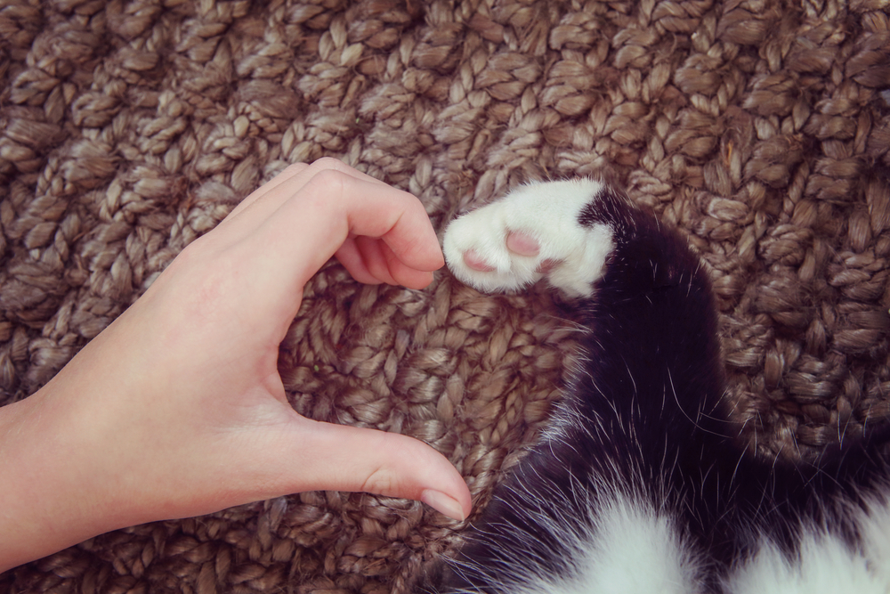 你真的懂你的猫吗 5个你不知道的猫咪秘密 腾讯新闻