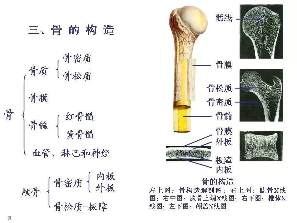 全身骨骼解剖图