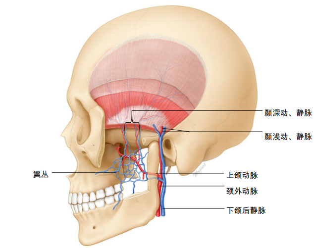 各部位的基本解剖學結構a眼窩凹陷;b臥蠶額部正中矢狀面額部範圍寬廣