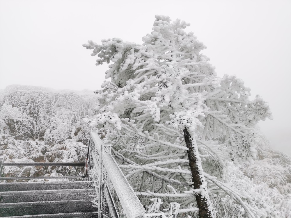 昆明轿子雪山出现雾凇奇观_腾讯新闻