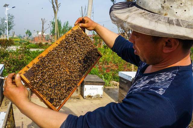 你認為養蜂專家真的會養蜜蜂嗎養蜂人能養好蜜蜂的未必是專家