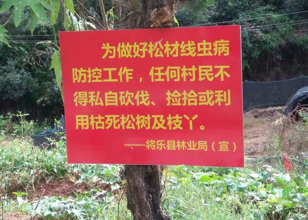 守护生态安全将乐有效防控松材线虫病绿水青山就是金山银山