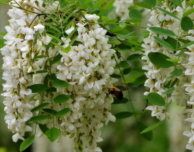3,杨花